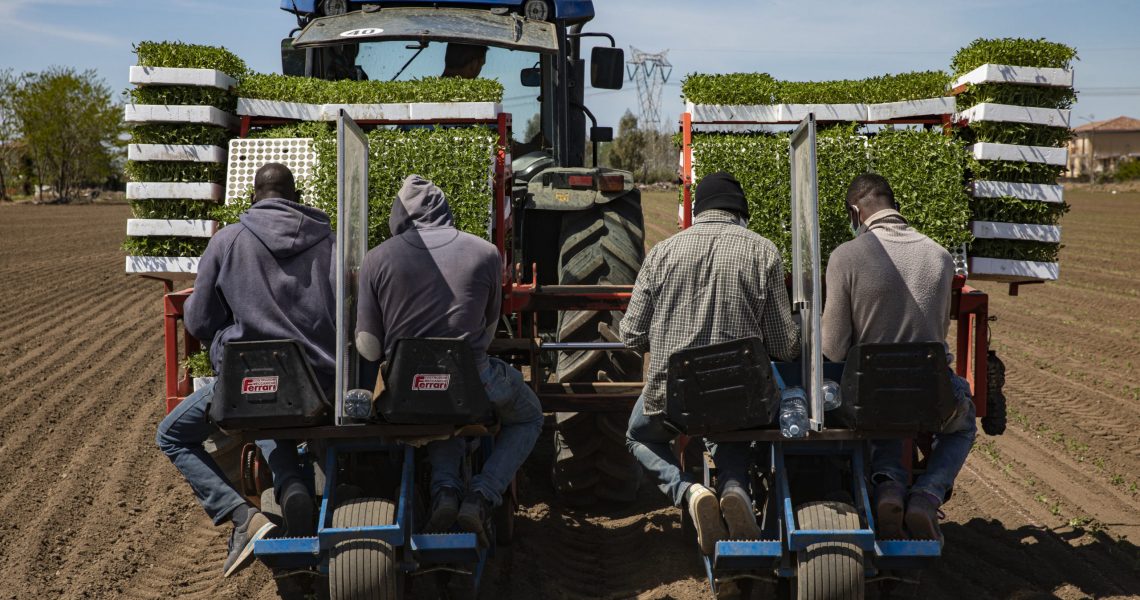 Italy, Casal di Principe (CE), April 16th, 2020 - The​ consequences of coronavirus o​n the city's daily life during​ lockdown. 
 Migrant working on a tractor with separating barriers for prevention.